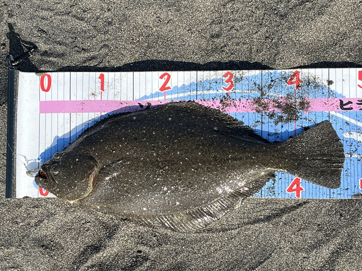 fluke7373's tweet photo. 本日は小座布団1、ヒラメ1で終了しました🐟🐟🐟

ホームで2時間粘ったが反応ないのでお祭り会場へ移動🌊

やっぱりこちらには人も多いけど、ヒラメ居ました😅

1時間ほどで2枚と上出来です😁 https://t.co/7j7pbgS1T8