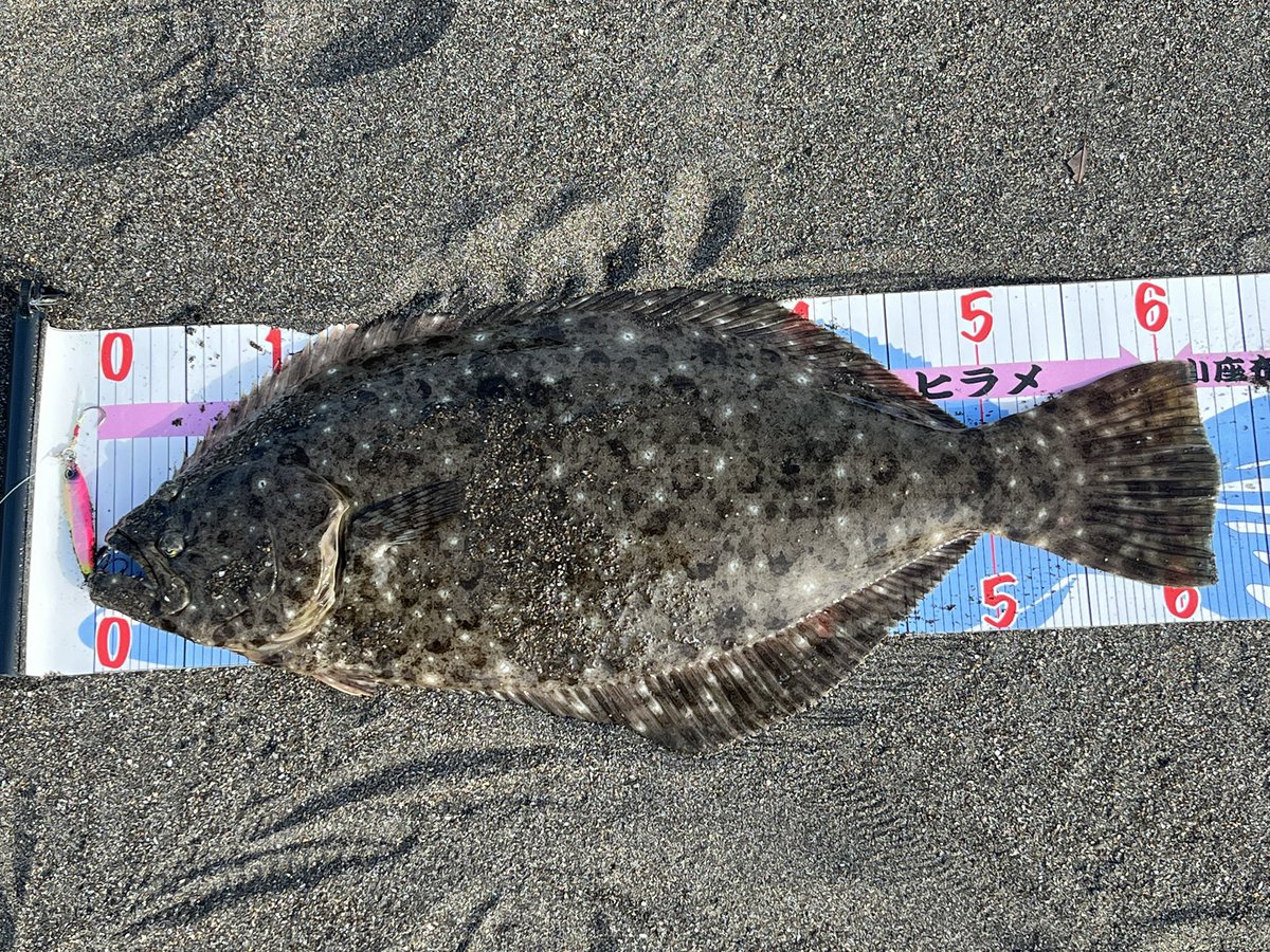 fluke7373's tweet photo. 本日は小座布団1、ヒラメ1で終了しました🐟🐟🐟

ホームで2時間粘ったが反応ないのでお祭り会場へ移動🌊

やっぱりこちらには人も多いけど、ヒラメ居ました😅

1時間ほどで2枚と上出来です😁 https://t.co/7j7pbgS1T8