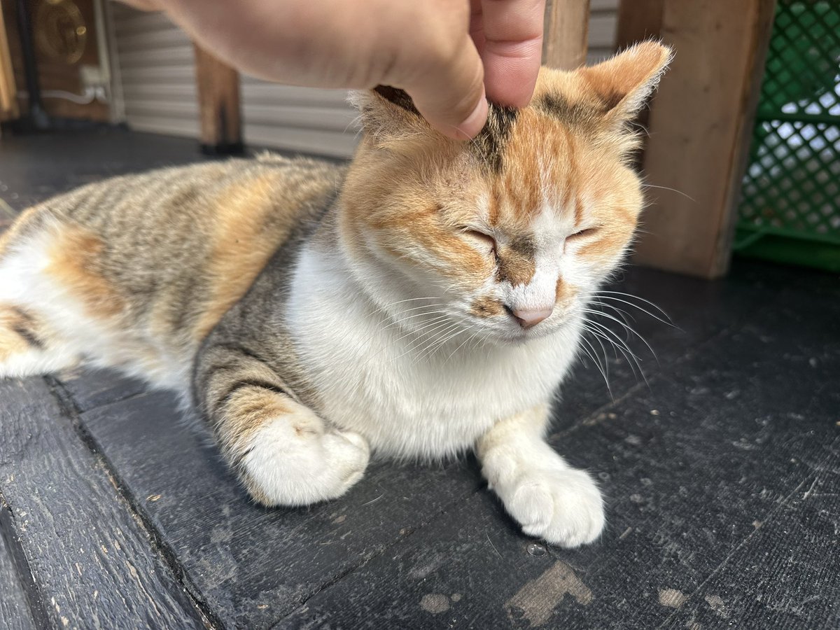 chunyilang0806's tweet photo. 今朝のみーちゃん

我らがアイドル

#蒲田 #蒲田の虎 
#治安維持活動中 
#猫 #ねこ
#ネコ #もふもふ
#みーちゃん #触り放題 
#日向ぼっこ
#通勤通学監視中 https://t.co/ita8pwZCdW