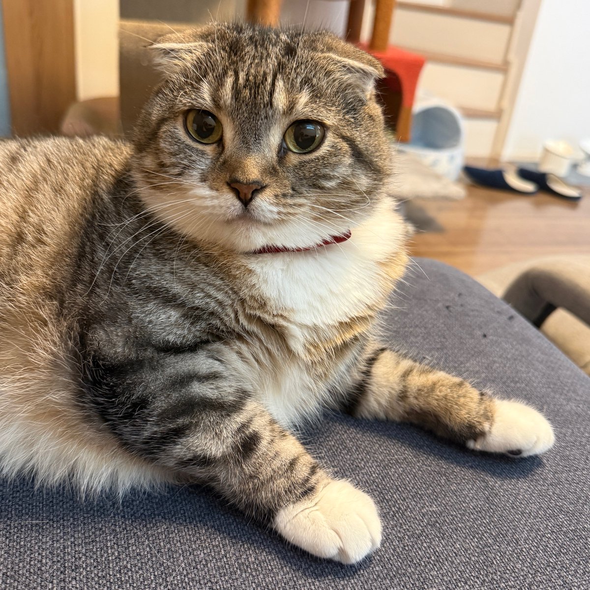 ねこぞー (@nekozo_cat) / Highlights / X