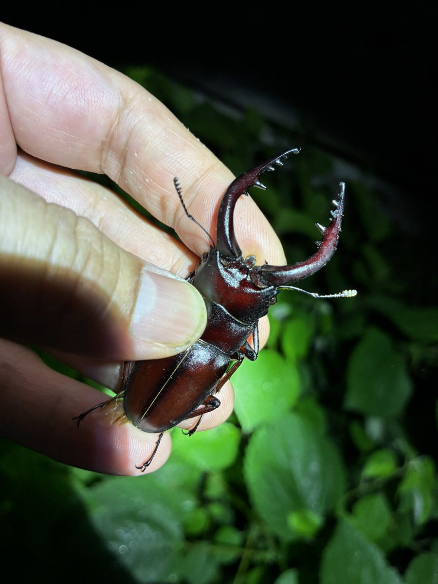 STAG_BEETLE_JAPAN (@JapanStag) / Posts / X