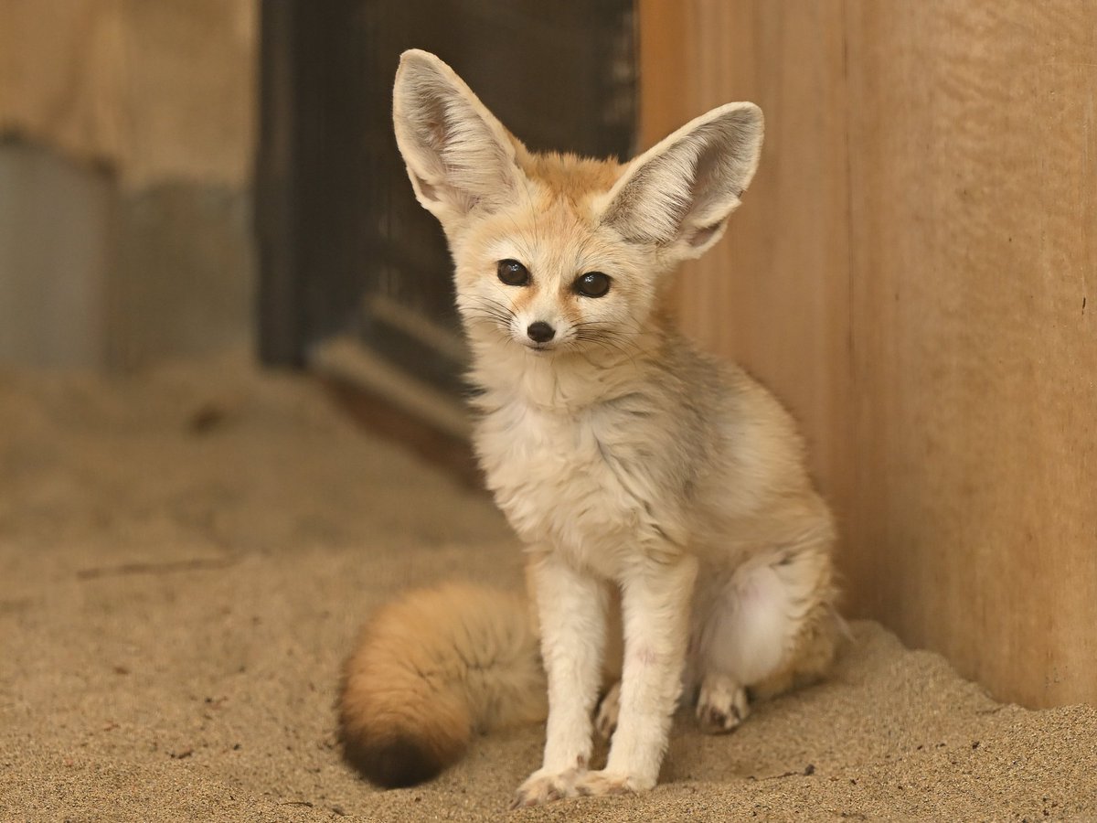 ciao_0w0's tweet photo. フェネックのカマル、シュシュ、サラ。赤ちゃんのテト（仮）の慣らし訓練が間近だと思うがシュシュが面倒見が良さそうな感じか?🦊 https://t.co/IT8gPAuJZm