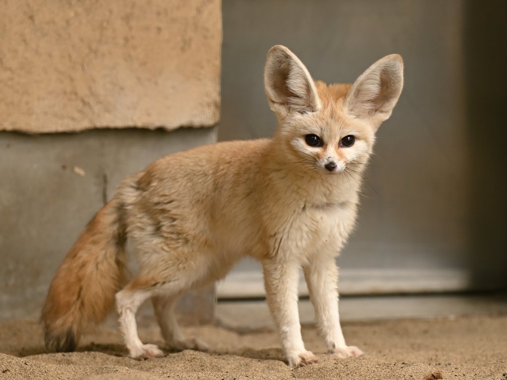 ciao_0w0's tweet photo. フェネックのカマル、シュシュ、サラ。赤ちゃんのテト（仮）の慣らし訓練が間近だと思うがシュシュが面倒見が良さそうな感じか?🦊 https://t.co/IT8gPAuJZm