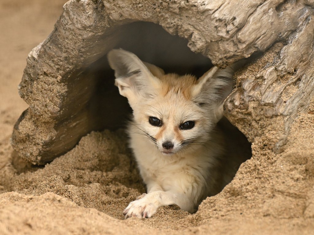 ciao_0w0's tweet photo. フェネックのカマル、シュシュ、サラ。赤ちゃんのテト（仮）の慣らし訓練が間近だと思うがシュシュが面倒見が良さそうな感じか?🦊 https://t.co/IT8gPAuJZm