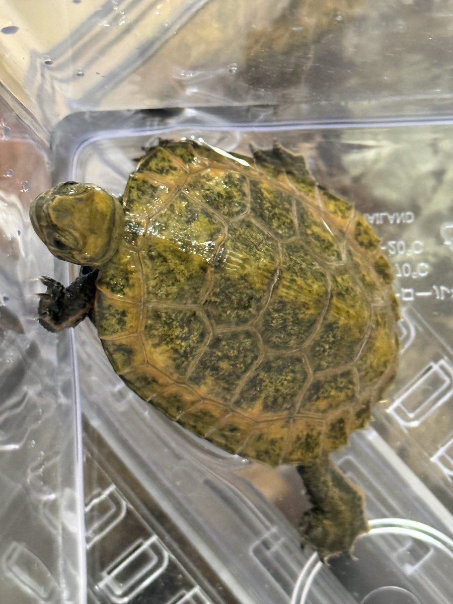 blackvanillaa's tweet photo. おはようございます☀

我が家のイシガメちゃん🐢

名前は
『カメっち』に決まりました✌️

カメ吉と一文字違い🤭 https://t.co/8TGeIImtgP