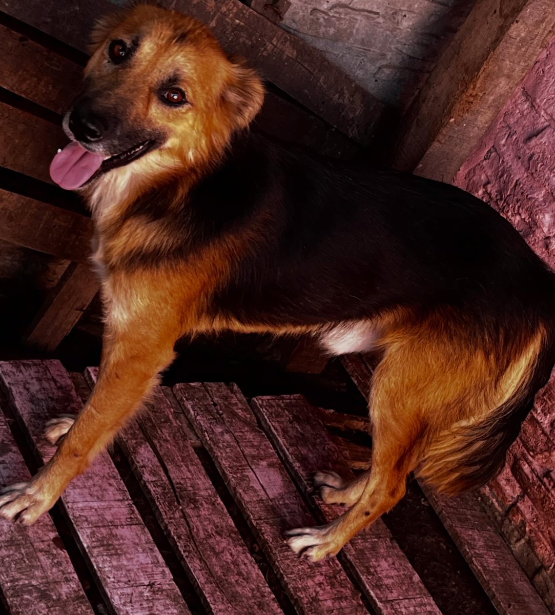 OMFA_Refugio's tweet photo. Locky en Adopcion!! 
Es una cruza de ovejero machito tiene aprox 2 años y esta castrado!! Estamos buscando una familia para el!! Nos encontramos en General Rodríguez pero podemos trasladarlo a su nuevo hogar!! Si queres que el forme parte de tu familia WhatsApp al 1123750899 https://t.co/N5cXxJ5DWY