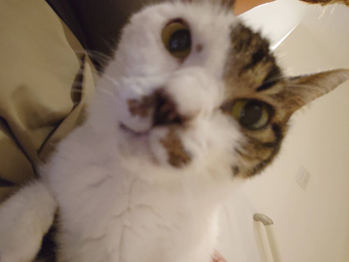 totoandporter's tweet photo. お久しぶり！
ハッチ、みーこ、うりつん、くまちゃん
あっちの世界はどう？

あんた達のように飼い主のいなくなった猫さんたちが最期まで安心してくらせるように

やさしい人間たちは気づき（築き）始めてるからね。

#保護猫 #チームえどねこ #備えは支え https://t.co/44yjWsyC4q