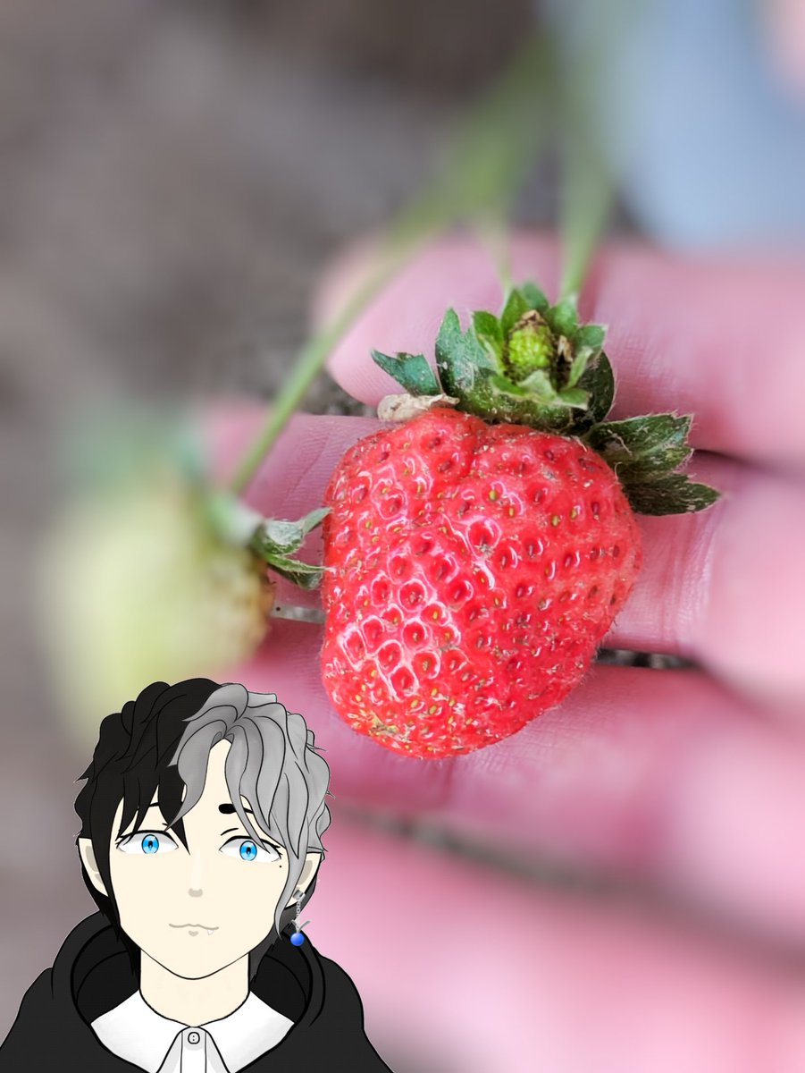 Hal_Chibano's tweet photo. #おはようVtuber #園芸
おはる〜さん🌱⋆｡
最近保湿クリームを塗りまくってるから
皮膚炎以外のところめっちゃ肌がしっとりしてて、自分じゃないみたいw
怪我の功名で保湿の凄さをしる👀
 
ゆるっとやっていきましょ～

①綺麗だねぇ
②DAISO千日紅、育ち中
③イチゴ🍓まだ実る
④オジギソウきた https://t.co/bfCjzP3gMN