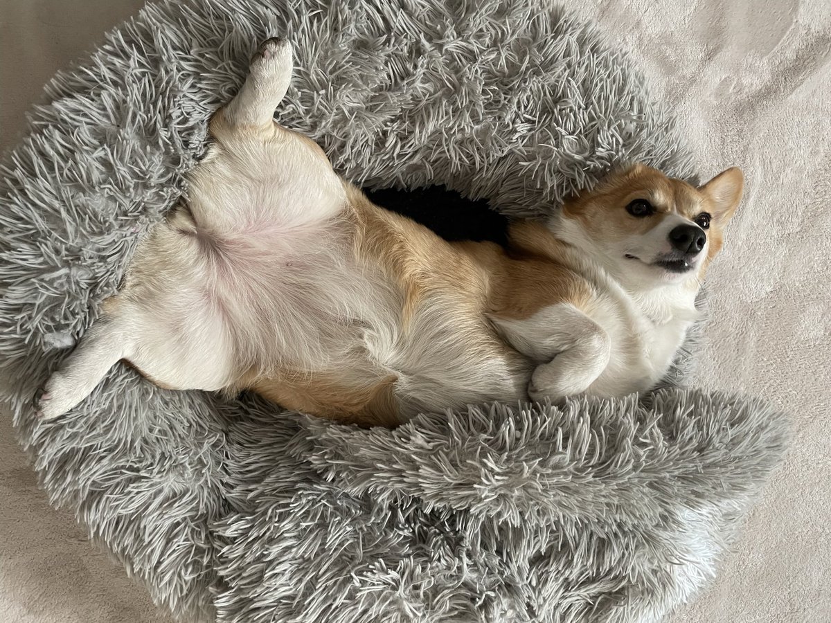 saku_nagatsuki 変な形の犬なら🐶w