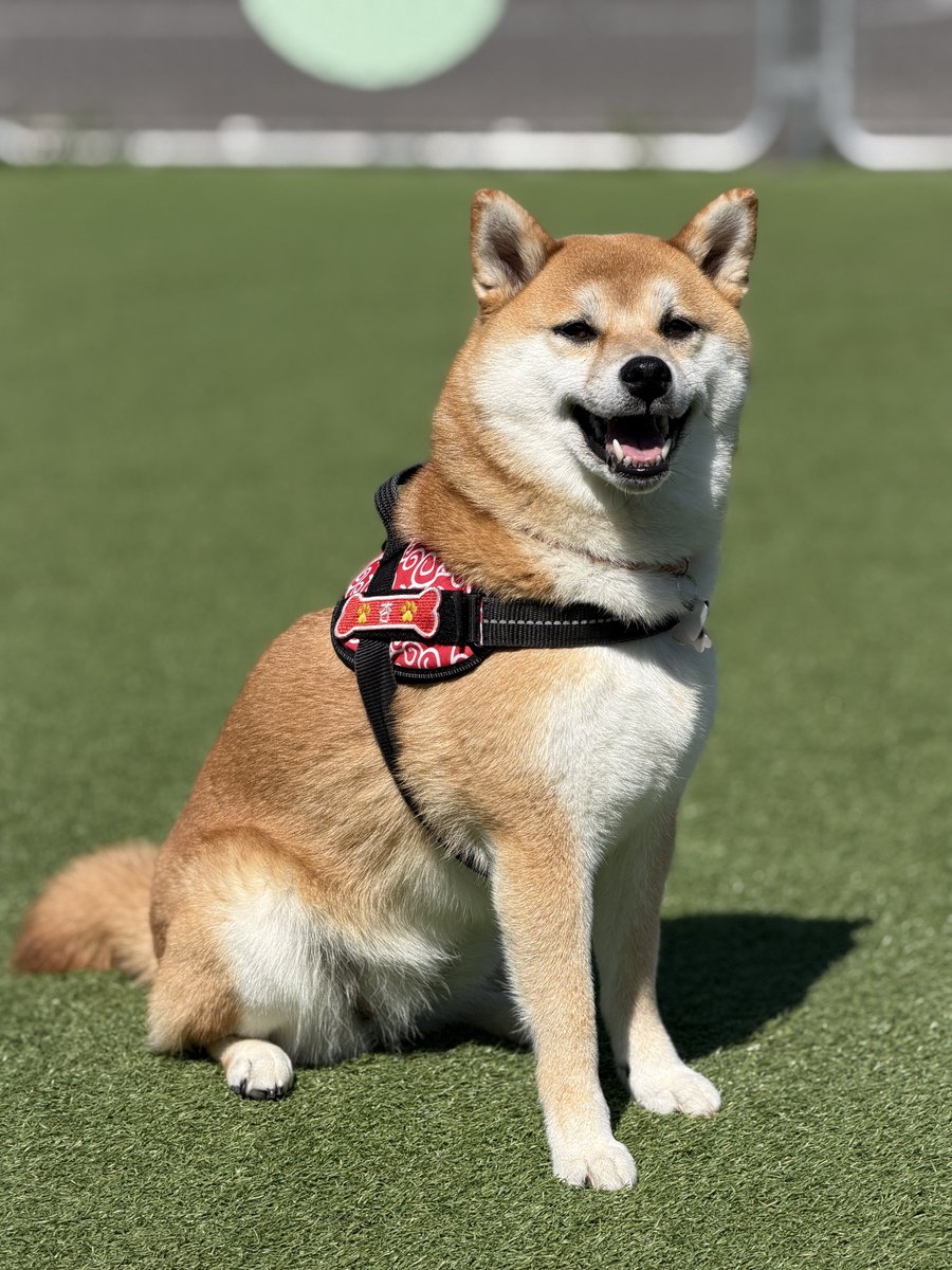oimofest's tweet photo. おはようございます https://t.co/sTT4LfDjWk