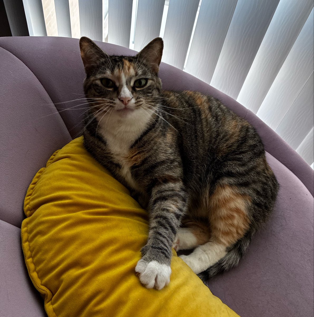 bennywormcat's tweet photo. it is NOT❗️ a crimb. to sit sweetiepiely in mine spot https://t.co/3isyChakaB