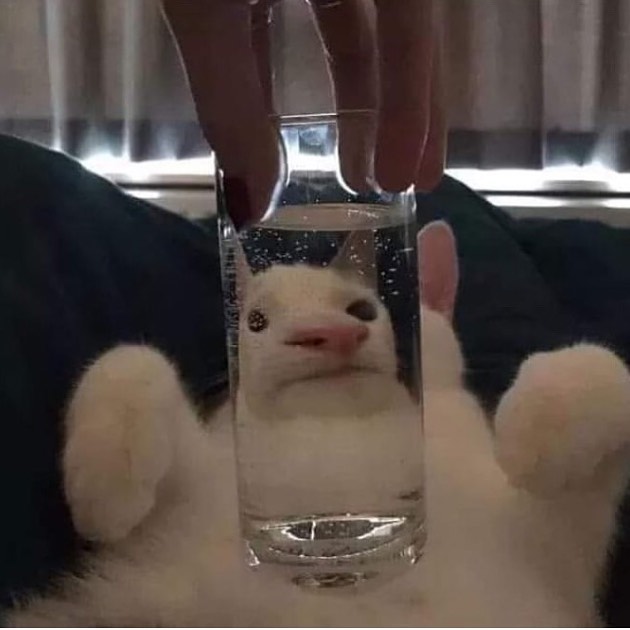 PunchingCat's tweet photo. https://t.co/OGRqs53t2j
