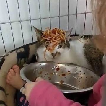 PunchingCat's tweet photo. https://t.co/mmYThz6hfq