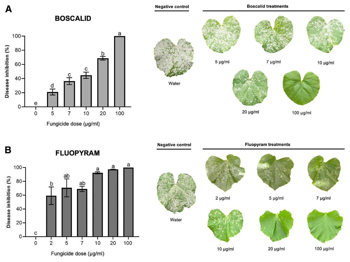 PlantDiseaseJ's tweet photo. “Innovative Control of the Cucurbit Powdery Mildew: Combining Nanoencapsulated dsRNA and Low-Dose Fungicides for Sustainable Crop Protection,” by Nisrine Bakhat et al. Read the open access article to learn more: https://t.co/xGU7hEQ8Cr #fungicideresistance #powderymildew https://t.co/IWgi5RhH8y