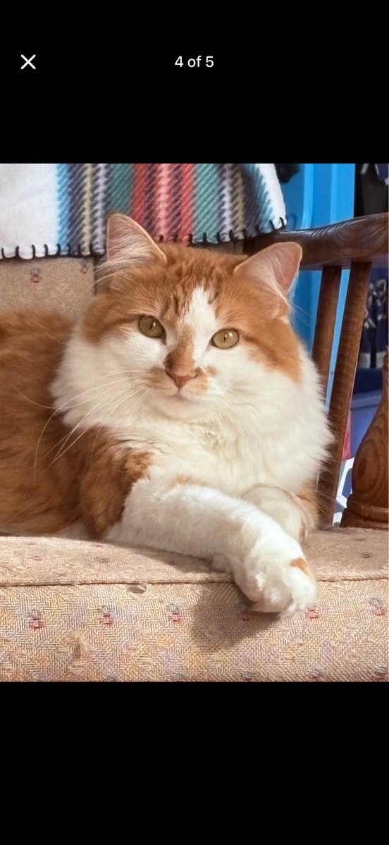 insanemrktplace's tweet photo. abstract art made by my cat ($1,000,000) https://t.co/gIzoFyd2tU