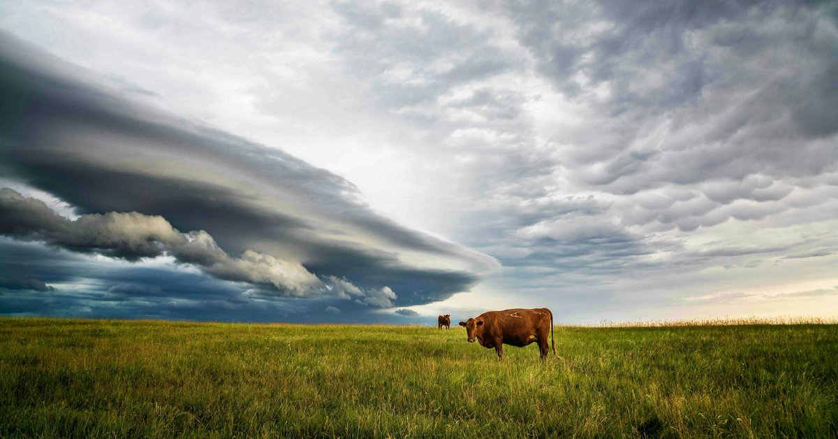 RepRNeill's tweet photo. Twice as many cattle as people is our way of life. From the #YellowstoneBasin to the Bears Paw Mountains, public lands sustain our ranching heritage in #Montana. 

#NoDataCenters 
#MontanaBeef 
#TreasureState https://t.co/WjMPAxcx1d