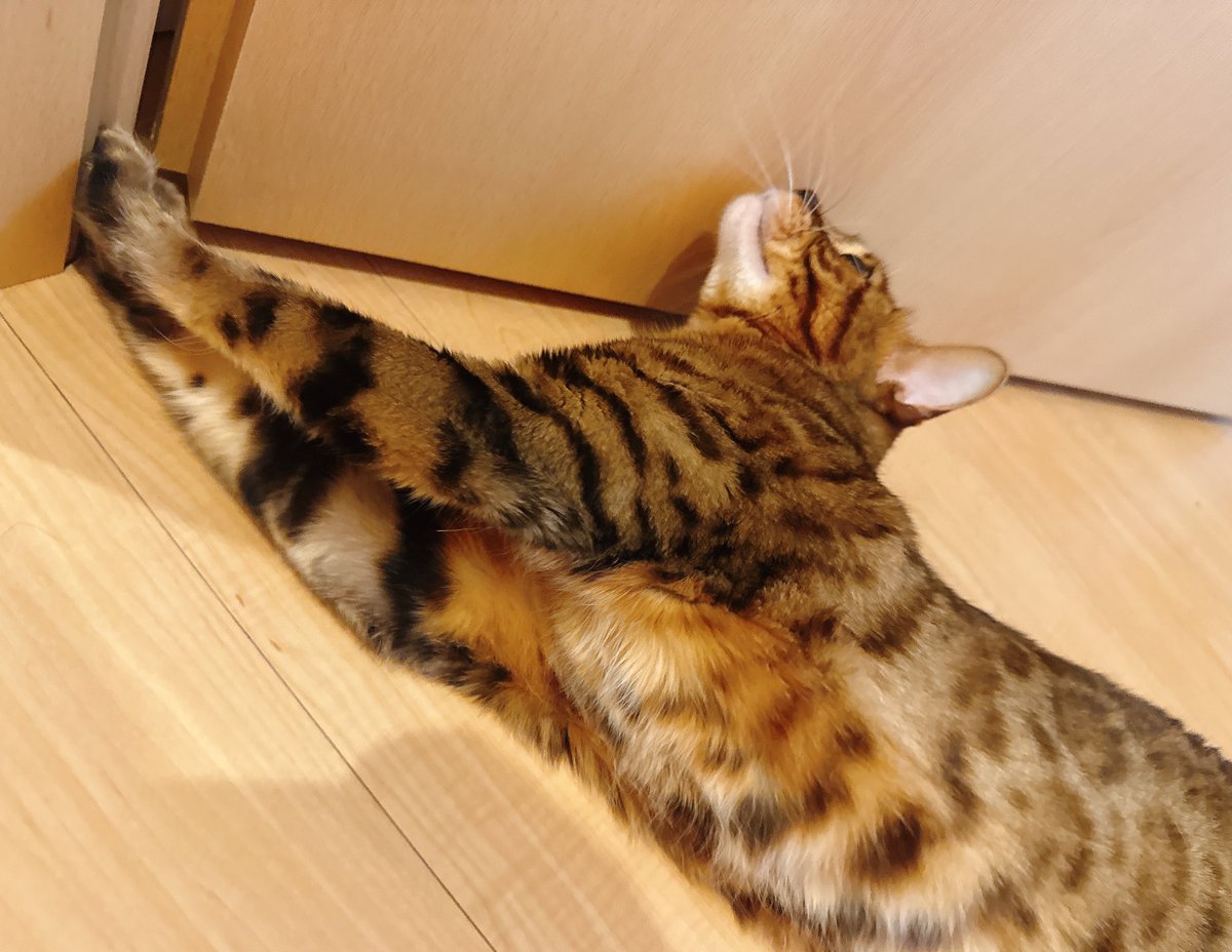 eoheoh_out's tweet photo. 今日のねこ https://t.co/mrfIFHg5jz