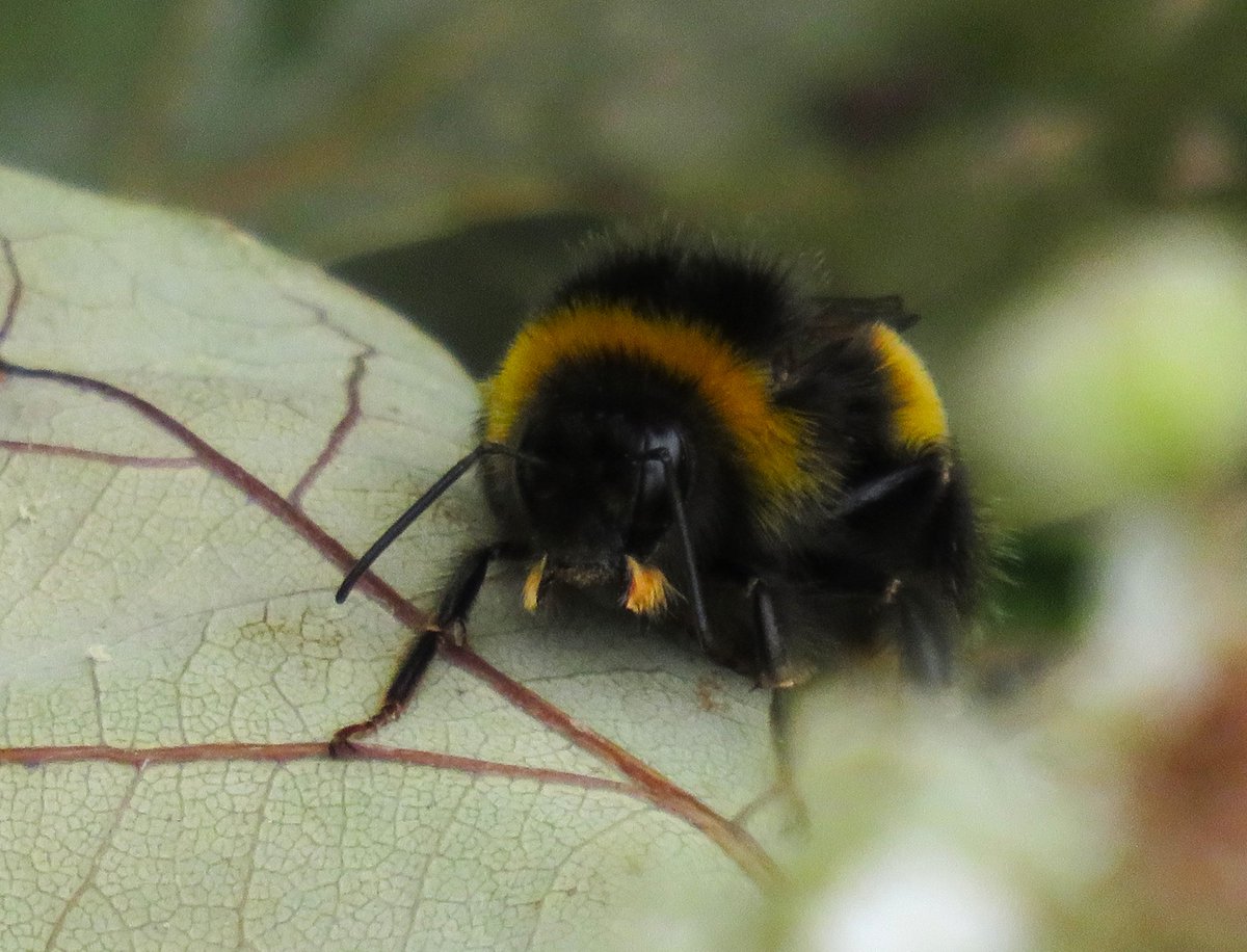 MatthewShute's tweet photo. Drifting deeper and completely free -
few sights sweeter than a sleepy bee
#InsectThursday
🐝 💤 🍃 💛 https://t.co/39nopnesz0