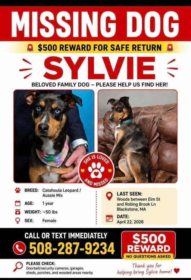 SistersInBiz's tweet photo. Sylvie has been missing since April
Last Seen: Woods between Rolling Brook Ln/Blackstone/Chestnut St #Bellingham #Massachusetts
50lb Catahoula mix
Blue eyes
Large reward for safe return
Any information at all, please contact asap: 5082879234
https://t.co/ZJLmxnS62o #Lostdog https://t.co/c1dfFO5RjV