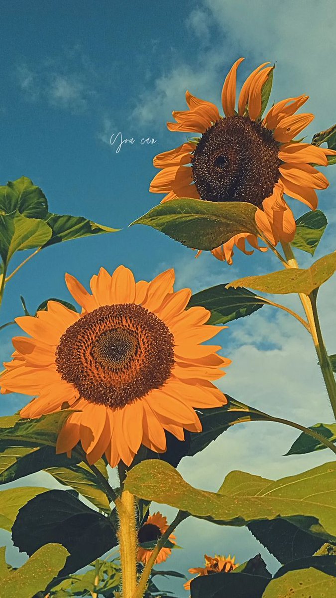 hanzalaethic's tweet photo. Pretty 🌻 https://t.co/om4f9jLIx2