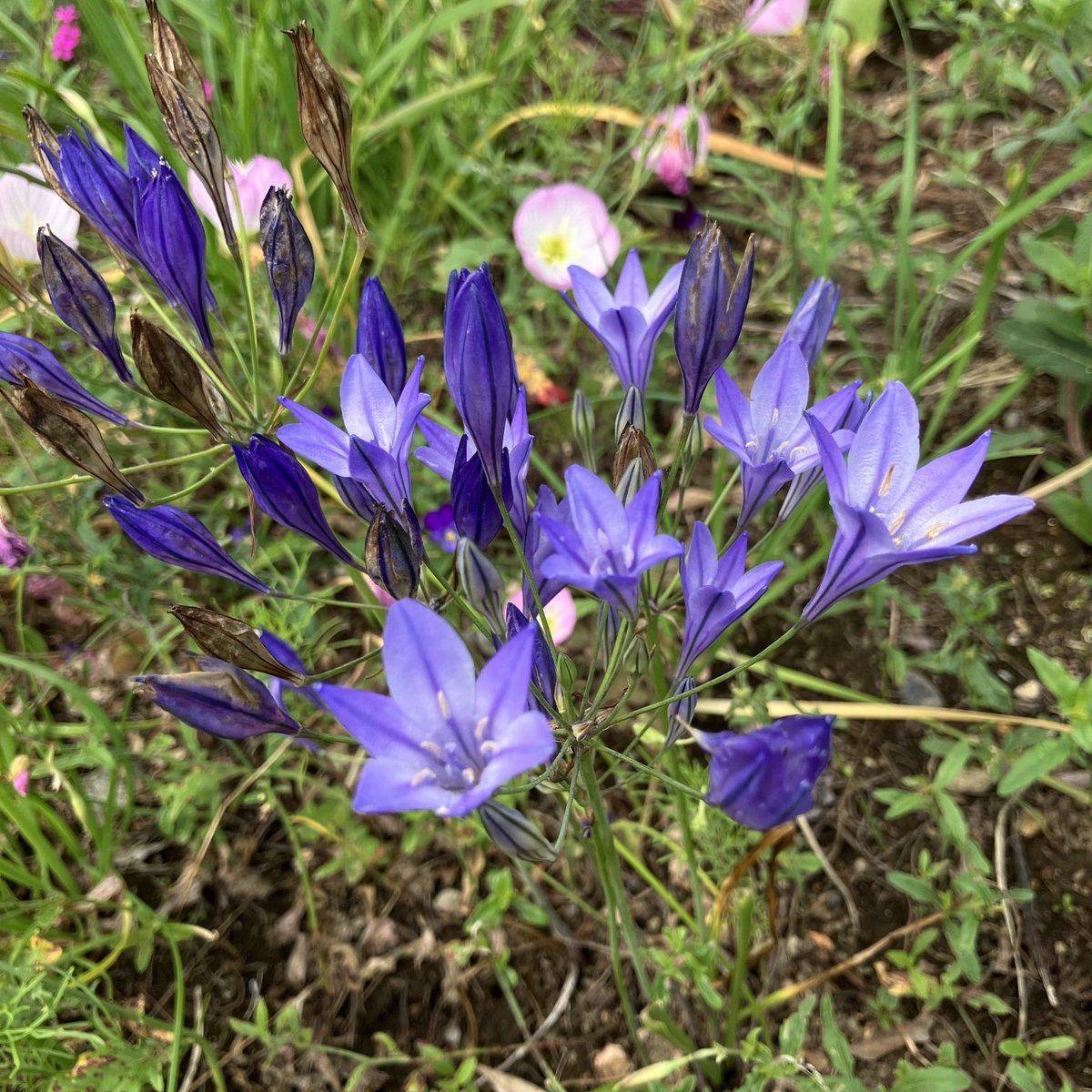 Tappo8's tweet photo. #クロスステッチ #花
クロスステッチ🪡もう少しで完成😅

今朝は久しぶりに晴れ☀️庭の草🌱も花🌸も生き生き!!今年最初のコスモスが咲きました·͜·ᰔᩚ植えた記憶がないお花も咲いたりして…このお花増えるといいな♪♪♪ https://t.co/CVDnYI3sFM
