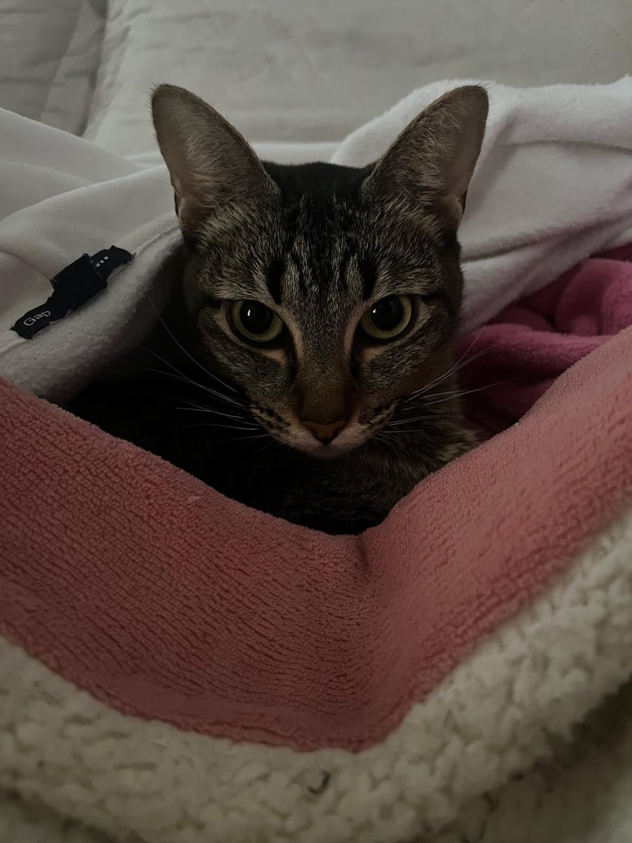ellymp3_'s tweet photo. Pessoal, essa gatinha linda e forte é a Luna, a companheira de quatro patas da minha amiga. Ela está passando por um tratamento médico e precisa de todo o nosso apoio para continuar recebendo esse cuidado e carinho.🐱💕 

Qualquer contribuição faz a diferença e, se não puder doar, por favor, deixe o seu RT para nos ajudar a alcançar mais pessoas que amam animais! ✨🐾

🔗Link da vaquinha: https://t.co/GiM95ikPZT