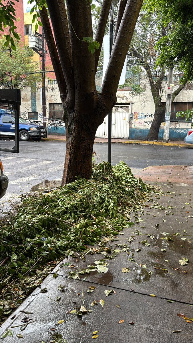 BienAtento's tweet photo. Hola @AlcaldiaMHmx ¿podrían por favor ayudarnos llevándose estas ramas que quedaron tras la poda? 🙏 https://t.co/dDXXlFDBR3