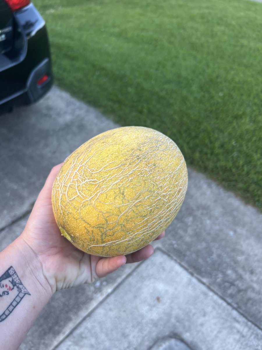 abshaww's tweet photo. we grew cantaloupe for the first time and it’s so good (south louisiana, 8.3 lb old man cat for size reference) https://t.co/dnVdsUSCZP