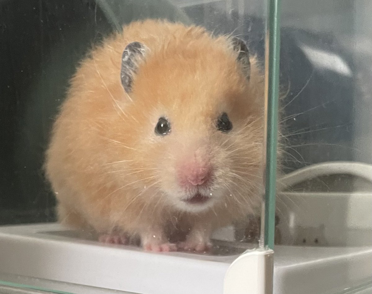 miso_daifukuham's tweet photo. ニコッと笑ってお家に帰っていきました🐹 https://t.co/xnwBJOqJaf