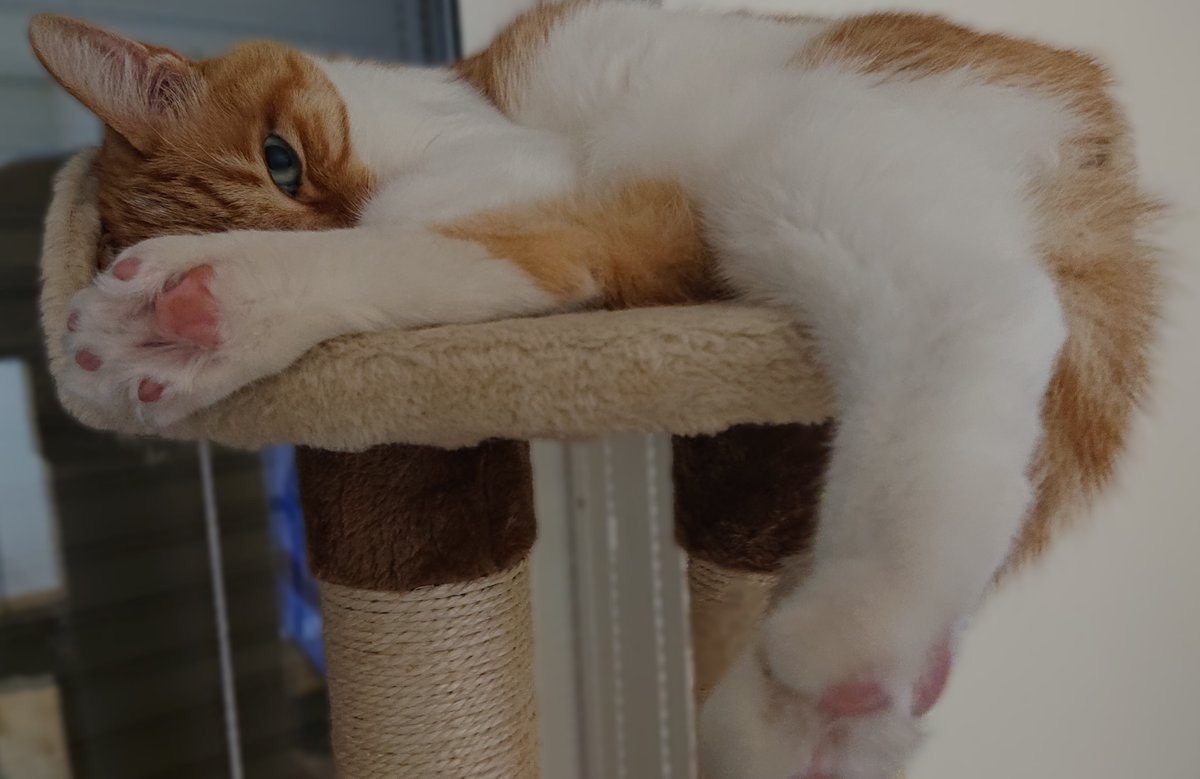 codical_hr's tweet photo. おはようございます、東京は曇り☁️

なんだか穏やかな朝です。
こんな日は実家の猫に会って、
猫吸いしながらゴロゴロしたい気分…🐱
現実は仕事なので、気持ちを切り替えて
今日も頑張ります💪

#企業公式が毎朝地元の天気を言い合う
#企業公式相互フォロー https://t.co/OjJwR6j4Y6