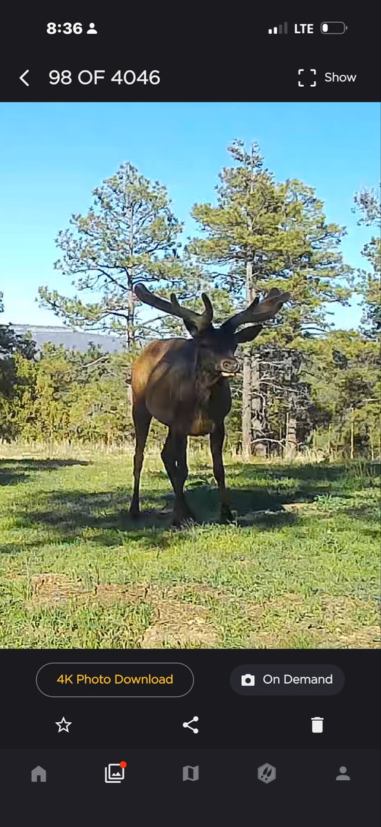 FredEichler's tweet photo. The elk in the yard are getting bigger. The @stealthcam Revolver allows me to see what’s going on 360 degrees. 

#EverythingEichler #FredEichler #stealthcam #velvetbulls https://t.co/3bBzxgLtq0