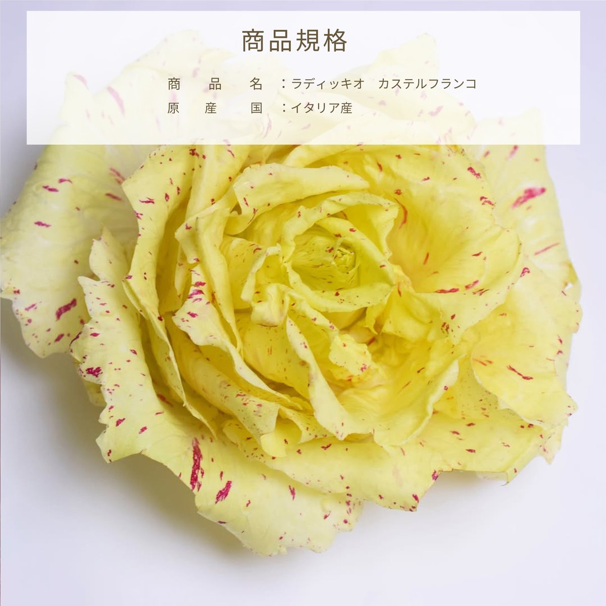 tokyo468's tweet photo. ◇ラディッキオ　カステルフランコ

https://t.co/DvsAEqV5e8
.
——————
一見、繊細に織り上げた布のよう
しかしひと口かじれば、緻密で柔らかく、レタスのような水っぽさのない上品な歯ごたえが広がります。ラディッキオ特有のほのかな苦味と独特の風味が、大人のサラダをワンランク上の仕上がりに https://t.co/P2Lf4i9Cg4