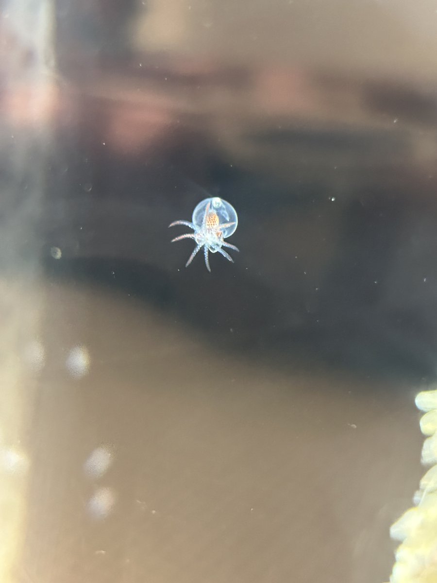 echiaqua's tweet photo. ミズダコの赤ちゃんがガラスにくっついていました！🐙

いつもは泳いでいることが多いミズダコの赤ちゃん。
ガラスにくっついていたため、8本の腕や小さな吸盤、クチバシまでしっかり見ることができました！ https://t.co/46vdAQgzMs
