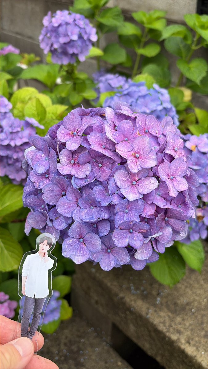 mamtetsu's tweet photo. 紫陽花

紫陽花の季節ですね
ご近所さんあちこちで綺麗な
花が見れます
うちの紫陽花はこんな感じ

#撮り徹 https://t.co/kyh4Hfl9zL