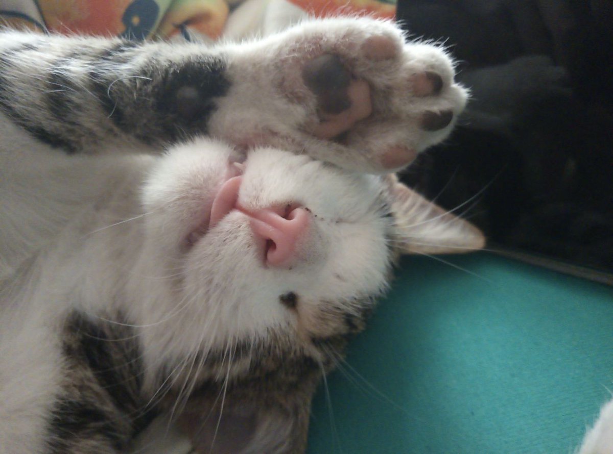 SnowflakeOwQ's tweet photo. @Little_Bunno I'm so sorry to see this LilBun.. And understand what I can't help :<
But..- Here! Just look at my cat again
There almost his childhood photos xd https://t.co/tvW4QDemRi