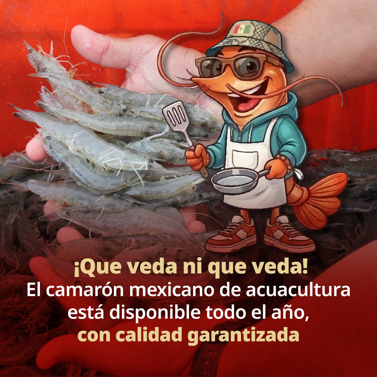 Profeco's tweet photo. Gracias a la acuacultura, el camarón mexicano puede disfrutarse en cualquier temporada, manteniendo su frescura y calidad.

Ya sea para una comida entre semana o para algo más especial, siempre hay una buena razón para elegir camarón mexicano.

Consumir informado también es conocer lo que llevas a tu mesa.
@Conapesca 
#CamarónMexicano #ConsumoInformado #MuyNuestro #Acuacultura