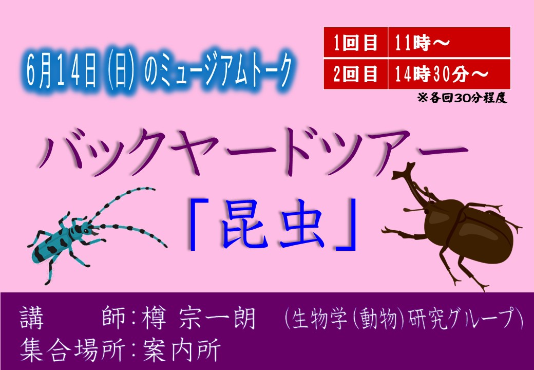 chiba_chuohaku's tweet photo. 【ミュージアムトーク】
明日 6/14 のミュージアムトークは、バックヤードツアー「昆虫」🐝
ふだんは入れない収蔵庫に保管されている昆虫標本をお見せします。
時間は11:00〜、14:30〜　各回30分程度。
参加をご希望の方は、入場券売場周辺にお集まりください。 https://t.co/cOvijisHeh
