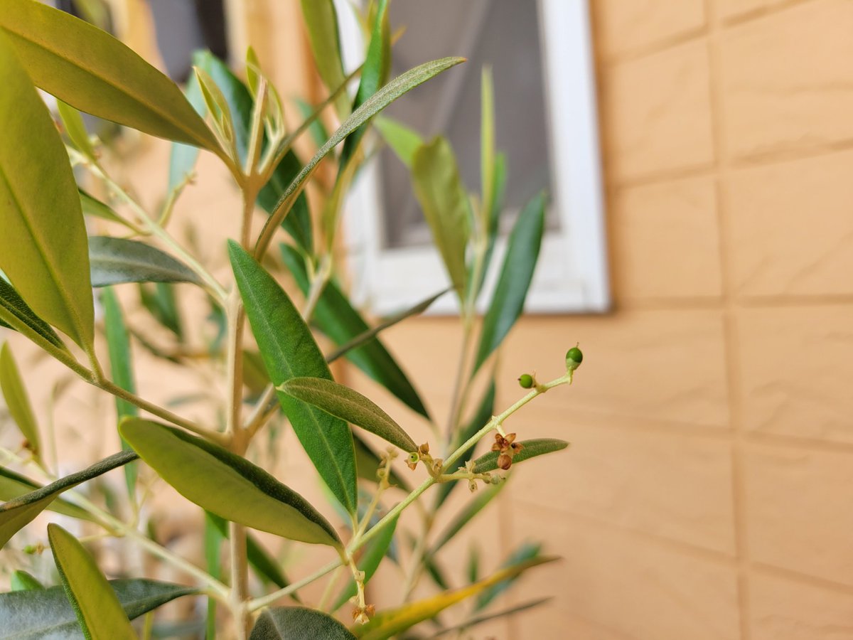 professorss0109's tweet photo. ねぇ！これ実じゃないっ！！？
今年、オリーブの木に花が咲いたと思ったら実ができた🫒 https://t.co/XQ4Sf8Y6Az
