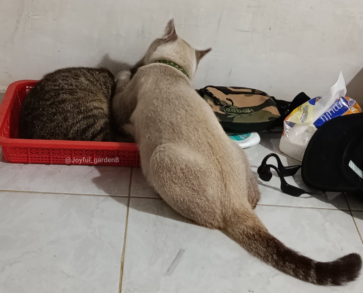 rince_life's tweet photo. 😾 : " Bapak berangkat kerja dulu ya nak,buat uang jajan Junior. Soalnya jadi WNI berat apa2 mahal". Lalu elus-elus cium anak. 

Pov seorang bapak WNI yang subuh2 harus berangkat kerja,pamitan anaknya yang masih tidur. https://t.co/RZDTqIRmnP