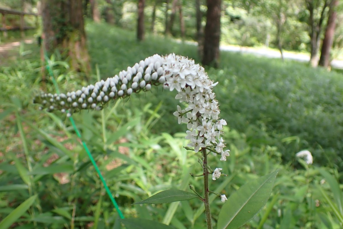 forestpark_s's tweet photo. 虎の尾？！森にオカトラノオが開花しました。緑の風景に白くゆれる穂が爽やかです。 https://t.co/zarDNL48ks