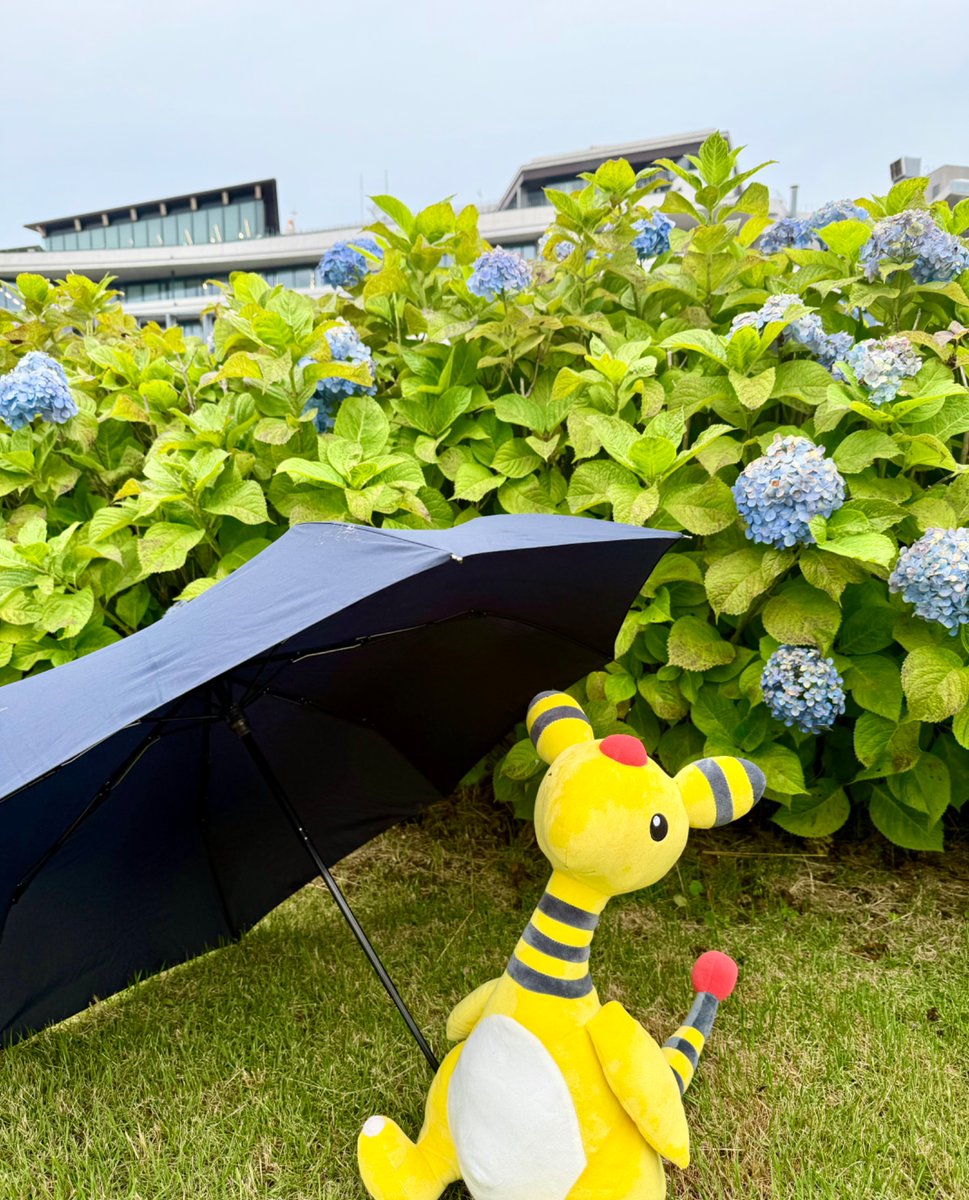 nagasaki_denryu's tweet photo. 今日6月11日は「傘の日」と言われています☔

雨の日が多くなりますね。足元にはお気をつけてお過ごしください！

 「ながさきデンリュウフォトキャンペーン」もいよいよ明日6月12日（金）までです！みなさんのベストショット📷まだまだお待ちしています✨

 #ながさきデンリュウフォトキャンペーン https://t.co/oystNwMxf9