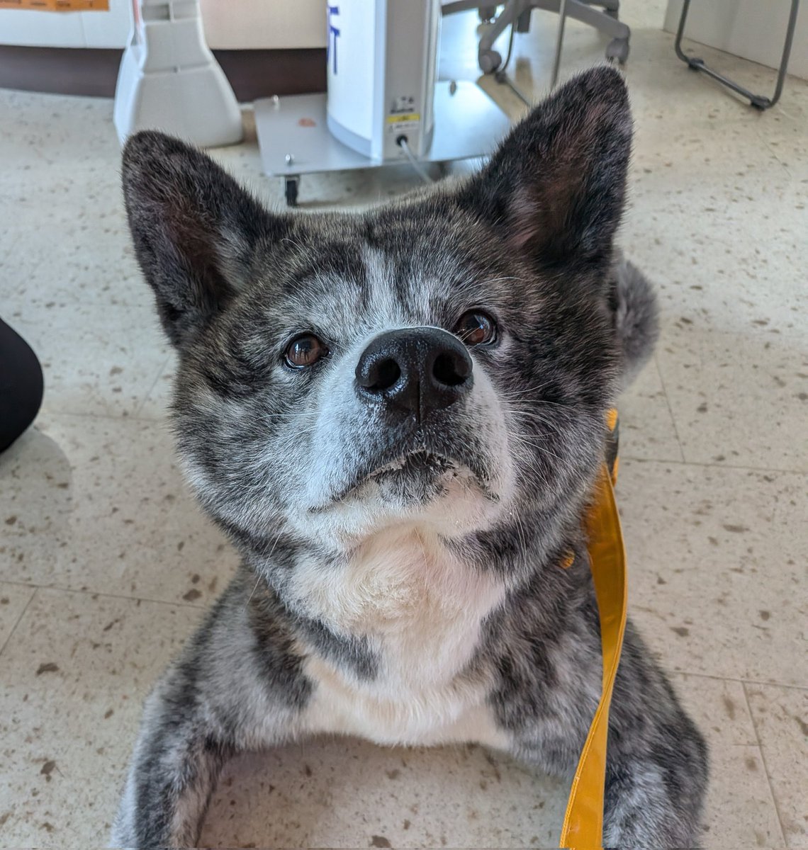 odate_akitainu's tweet photo. 本日6月11日(木)
午前の部(9:30~13:00)は、
虎毛の男の子｢銀(ぎん)くん｣(9歳)がお出迎え中です🖤🐾

おやつ食べた後だから、
お口が白いꉂ🤭

come say hello to Gin ！
M , 9y.o., good looking.

#きょうの秋田犬 #秋田犬の里 
#akitainu #akita https://t.co/HJNVCNUQgA