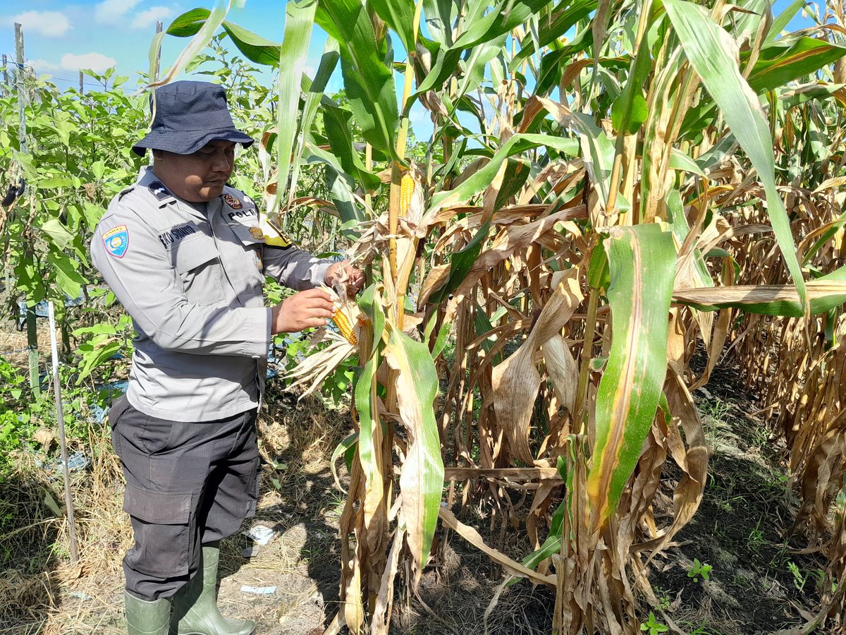 polresbjb's tweet photo. Polsek Aluh - Aluh Polres Banjarbaru Gelar Monitoring Persiapan Panen Program Jagung Pipil Lahan Binaan Polri

#swasembadapangan
#ketahananpangan
#poldakalsel
#polresbanjarbaru https://t.co/VD3GjJBmwZ