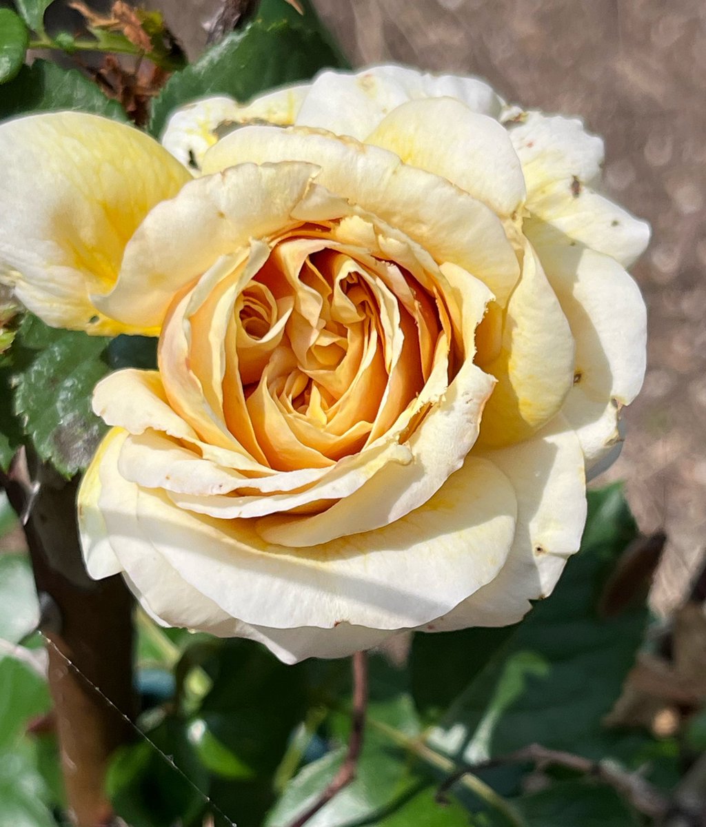 Sheherazad124's tweet photo. おはバラ〜🌹
バックヤードが守護神となり一花咲かせたクマァ
虫に食われてはいるけど、とりまこのまま咲かせるクマァ
#カントリーベア
#AppleRoses https://t.co/CC9tx1H8q4