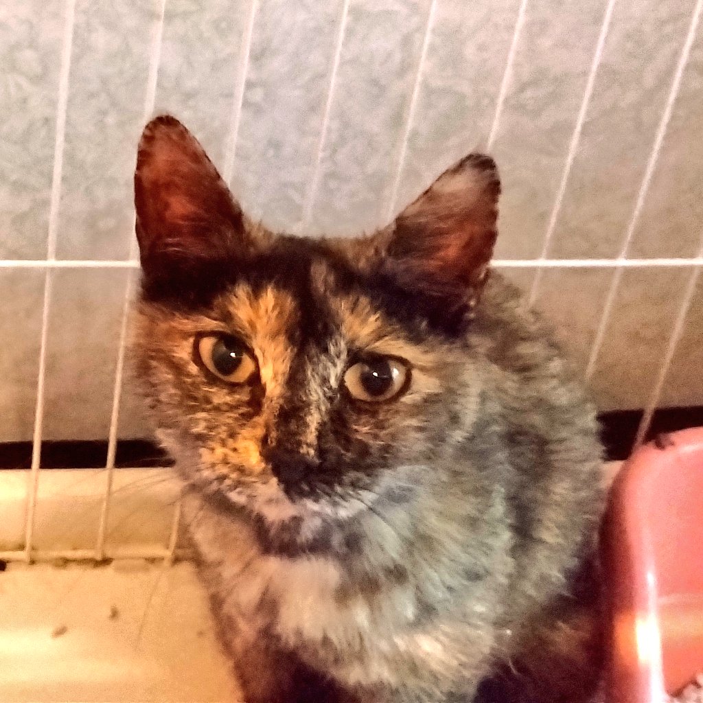 shizuyo55's tweet photo. ママ猫ちゃんやせ細りガリガリで緊急保護となりました🥲︎

ミルク出てないのか？赤ちゃんも3匹大きさにかなり差があります🥲︎

少し緊張感を持って見守らないとと
今朝も5時にハウスへ

うんちも久しぶりに食べたせいなのか緩くてゲージ中は汚れていました。
キレイに全て取替えて毛布敷いて快適に🌻

ママ猫ちゃん頑張ろうね😀
赤ちゃんにミルク、ママがあげようか？
 #みらい保護ハウス  #みらい動物病院
 #ママ猫ちゃん  #サビ猫