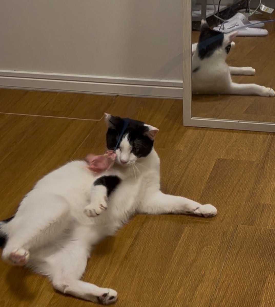 Wakaba2355's tweet photo. 6/10深夜から飼い猫を脱走させてしまいました。
人慣れしていて噛まない子です。

首輪なし
小柄
オス
場所:大和市深見
どんな些細なことでも構わないのでご連絡頂けると幸いです。
よろしくお願いします。
#迷い猫 #猫探してます #猫の目撃情報 #子猫 #迷子猫 #拡散希望 #神奈川県 #大和市 #飼い猫 https://t.co/dIVuqkgM2S