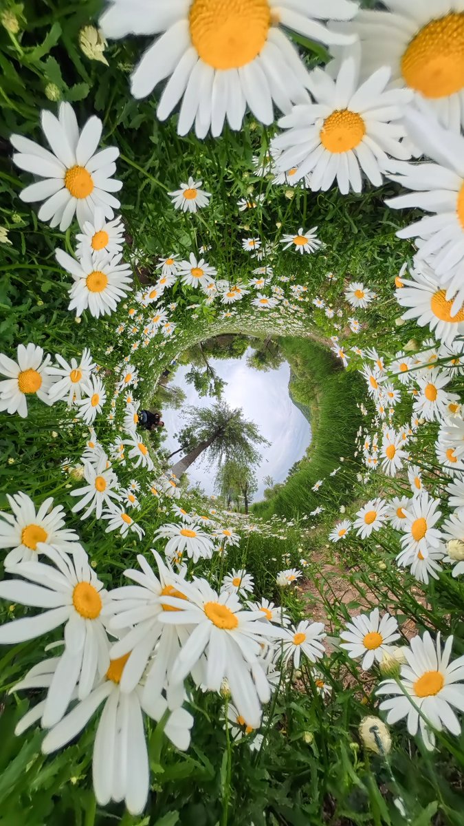 SpringCityJinan's tweet photo. An ant's-eye view of summer!

Huashan Lake Park in Jinan looks stunning through this kaleidoscope of petals and greenery. [Photo/Douyin: toview] https://t.co/uXTgEnlnYQ