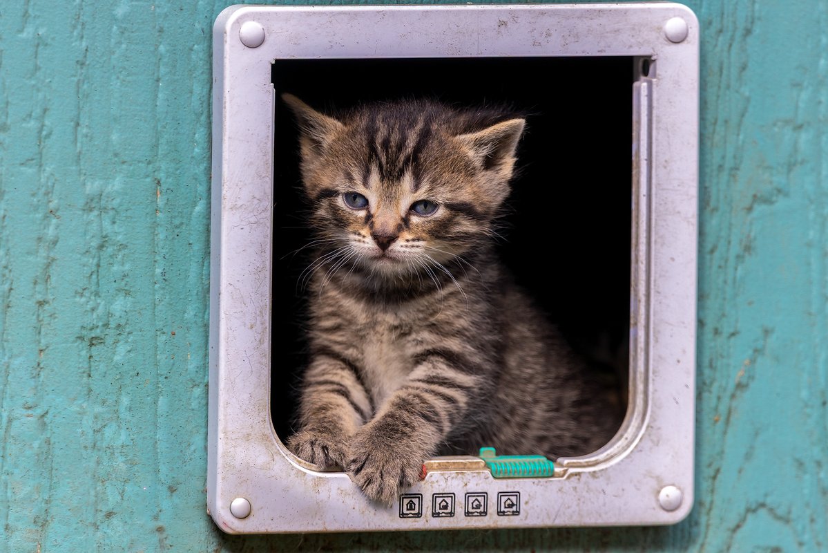 HMetalGOAT's tweet photo. Your Daily Dose of Fluff 🐾🥰

Sadie's first day in the doorway back in May 2026. 

#photography #cats #kitten https://t.co/3wPo8tY5I0