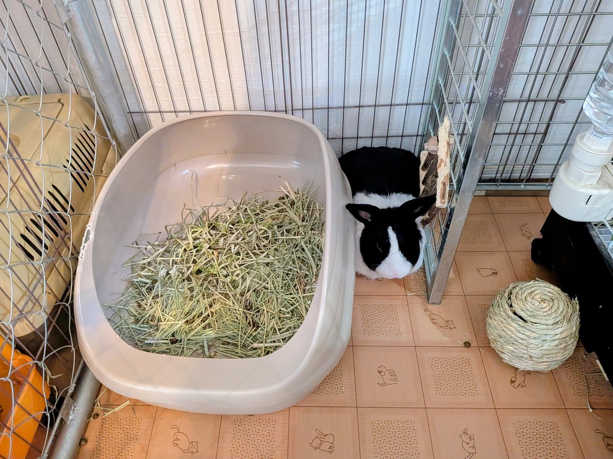 ebisu_rabbit's tweet photo. みっちりぴったり
#ダッチ #うさぎ #rabbit https://t.co/WSsj5pDH4j