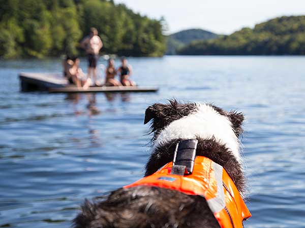 AussieShepLover's tweet photo. Put Swim Safety First With A Dog Life Jacket 🐾💖💦
https://t.co/mtdoMJN9uM

🔶 Aussie Owner? Get our Official Guide to Aussie Training &amp; Care here...
https://t.co/d2v3cua6cl

#australianshepherd #aussie #dogs #doggos #aussielovers https://t.co/AJiJksfn46